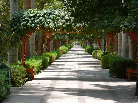 A view of the lush greenery and exotic plants at the Aswan Botanical Garden on Kitchener’s Island in the Nile River, Egypt.